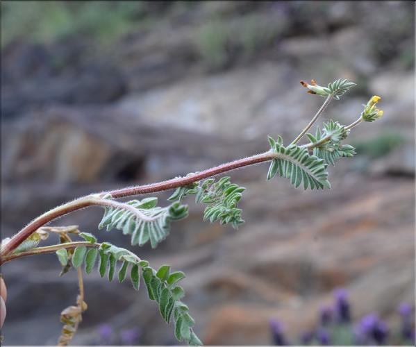 Ornithopus_compressus_SP