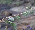 Ornithopus_compressus_SP