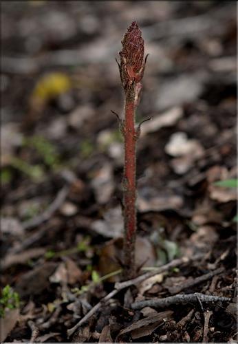 Orobanche_hederae_SP