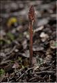Orobanche_hederae_SP