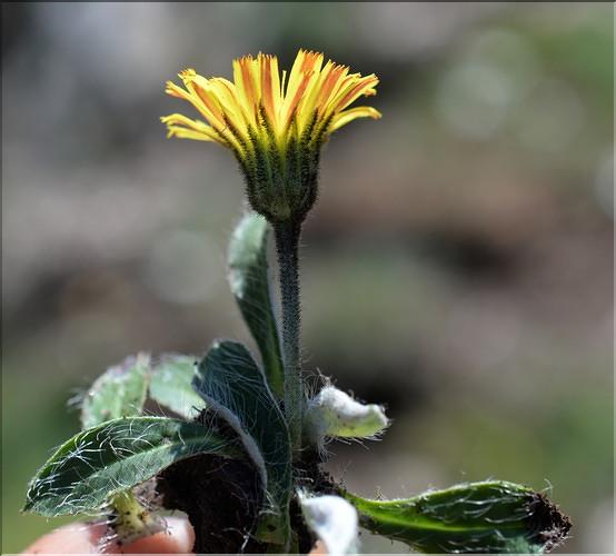 Pilosella_officinarum_SP