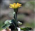 Pilosella_officinarum_SP