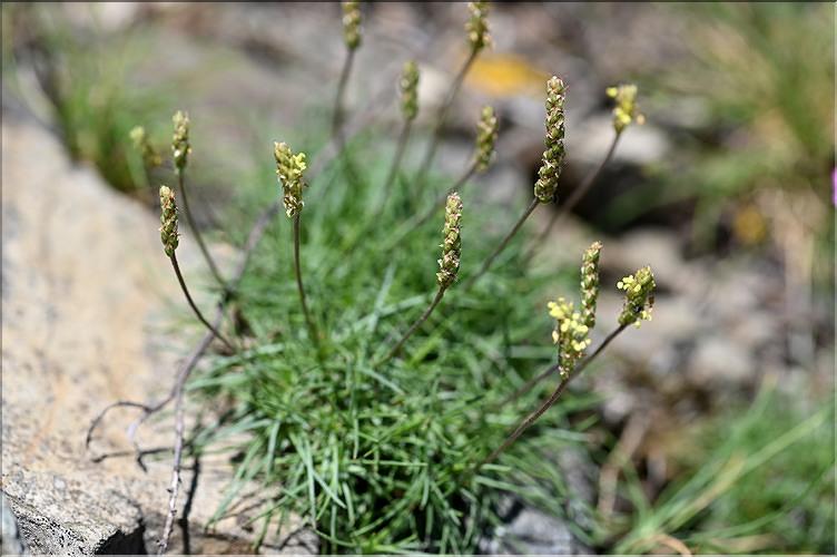 Plantago_holosteum1_JML