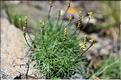Plantago_holosteum1_JML