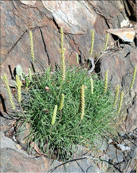 Plantago_holosteum_LP