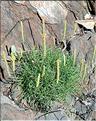 Plantago_holosteum_LP