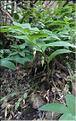Polygonatum_odoratum_LP