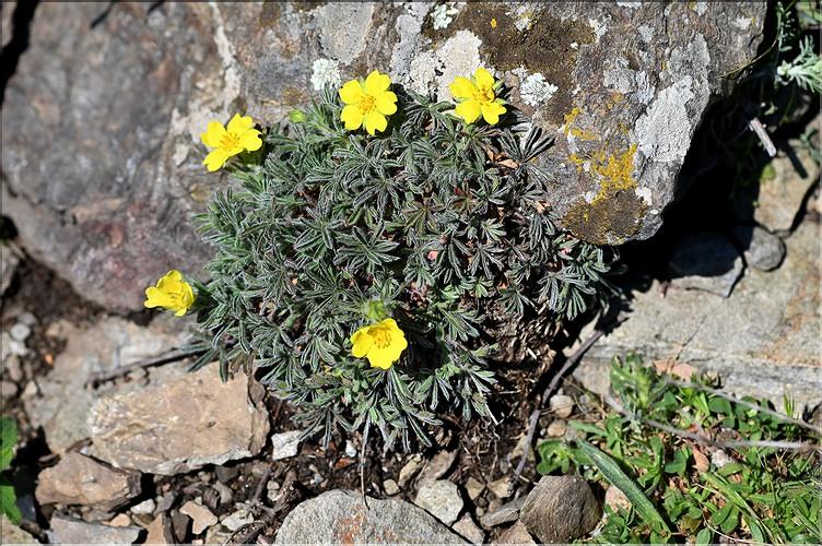 Potentilla_hirta1_JML