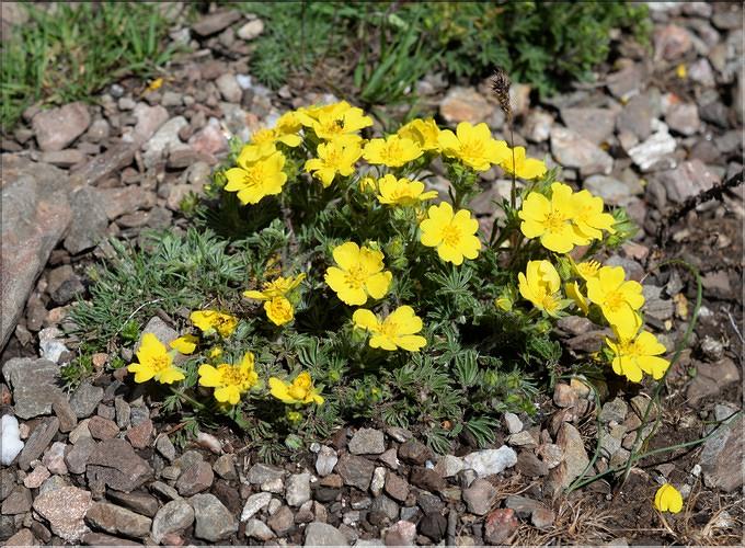 Potentilla_hirta2_SP