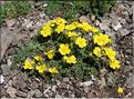Potentilla_hirta2_SP