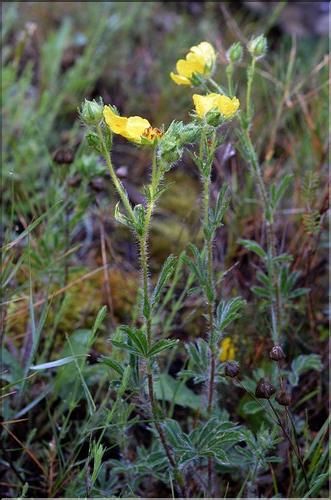 Potentilla_hirta3_SP
