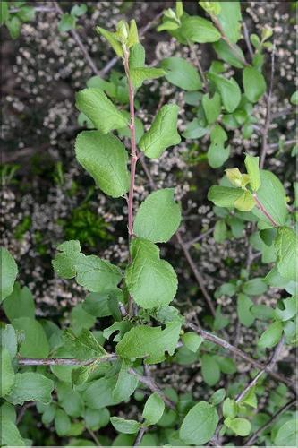 Prunus_spinosa_SP