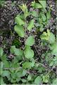 Prunus_spinosa_SP