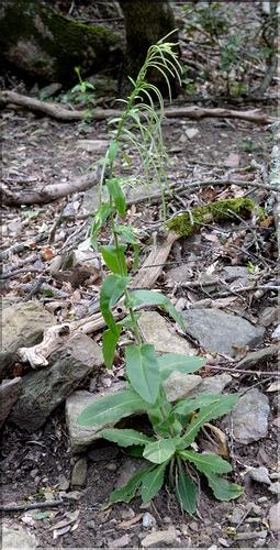 Pseudoturritis_turrita1_SP