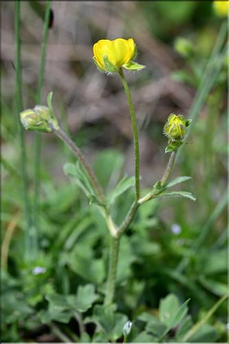Ranunculus_monspeliacus1_JML