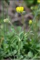 Ranunculus_monspeliacus1_JML