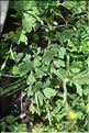 Ranunculus_monspeliacus2_JML