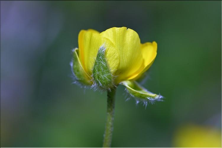 Ranunculus_monspeliacus3_JML