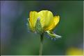 Ranunculus_monspeliacus3_JML