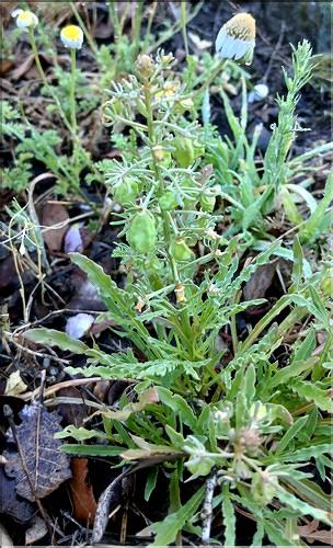 Reseda_jacquinii1_LP