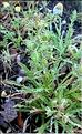 Reseda_jacquinii1_LP