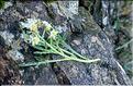 Reseda_jacquinii2_LP