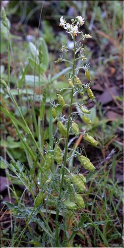 Reseda_jacquinii3_SP