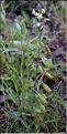 Reseda_jacquinii3_SP