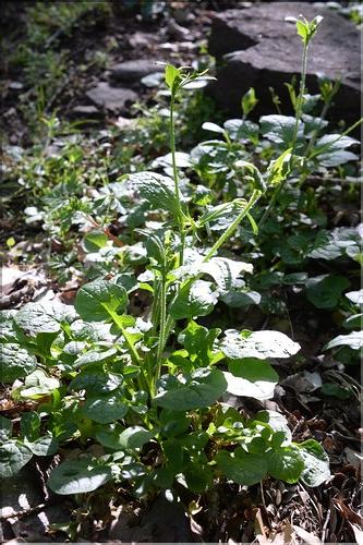 Rhagadiolus_edulis1_SP