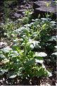 Rhagadiolus_edulis1_SP