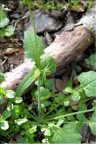Rhagadiolus_edulis2_SP