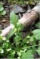Rhagadiolus_edulis2_SP