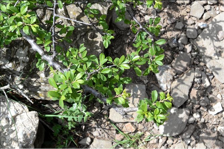 Rhamnus_saxatilis_SP
