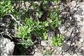 Rhamnus_saxatilis_SP