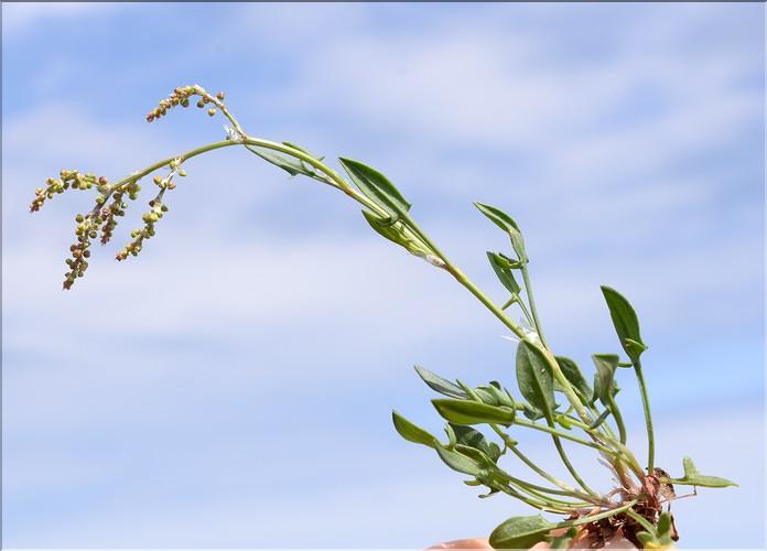 Rumex_acetosella_SP