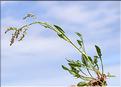 Rumex_acetosella_SP