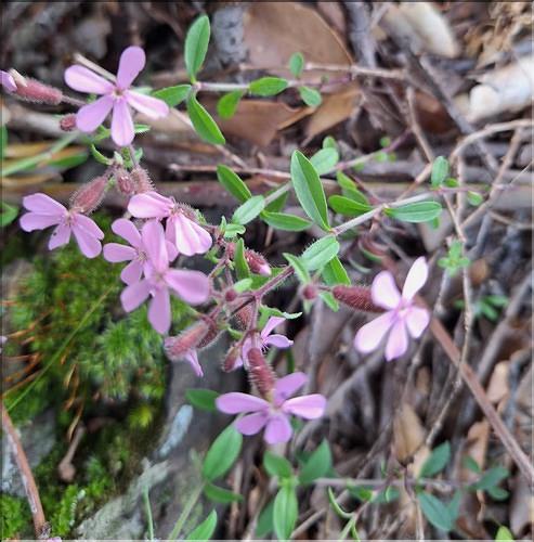 Saponaria_sp_XL