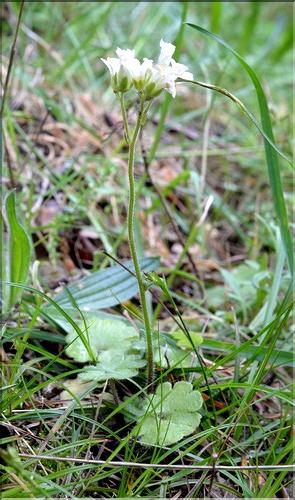 Saxifraga_granulata_SP