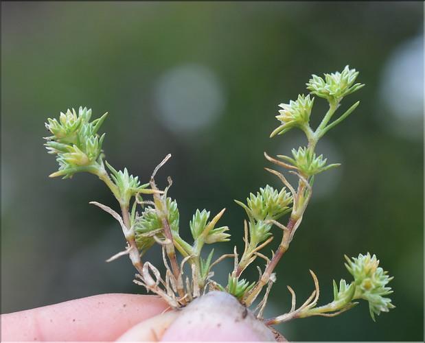Scleranthus_annuus_SP