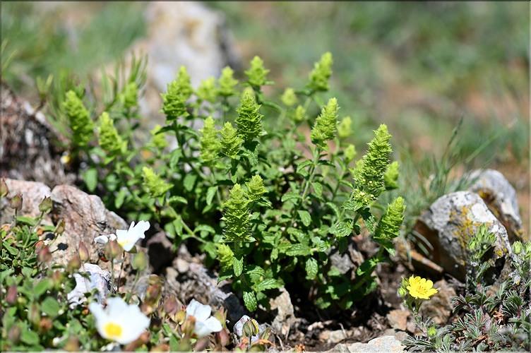 Sideritis_endressii1_JML