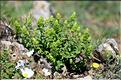 Sideritis_endressii1_JML
