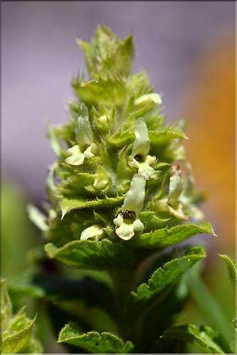 Sideritis_endressii2_JML
