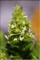 Sideritis_endressii2_JML