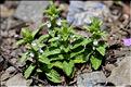 Sideritis_romana1_JML