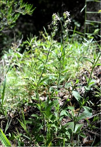 Silene_gallica_SP