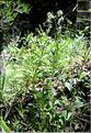 Silene_gallica_SP