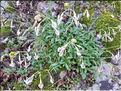 Silene_sp_XL