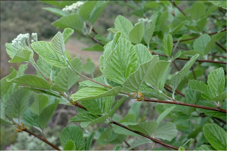 Sorbus_aria1_SP
