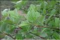 Sorbus_aria1_SP
