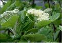 Sorbus_aria2_SP